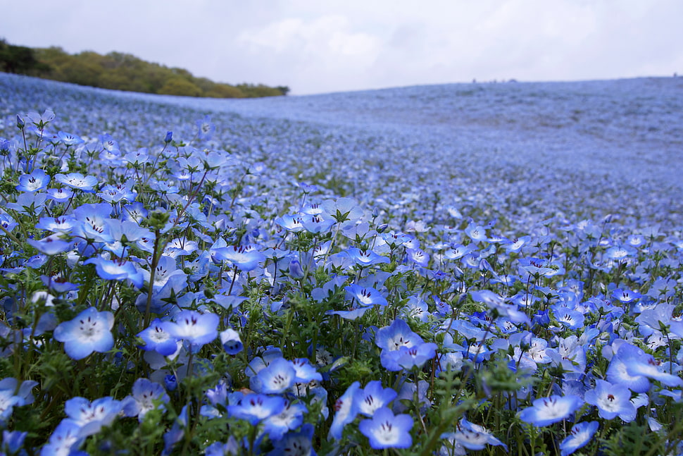 purple-and-white flowers under cloudy blue sky HD wallpaper