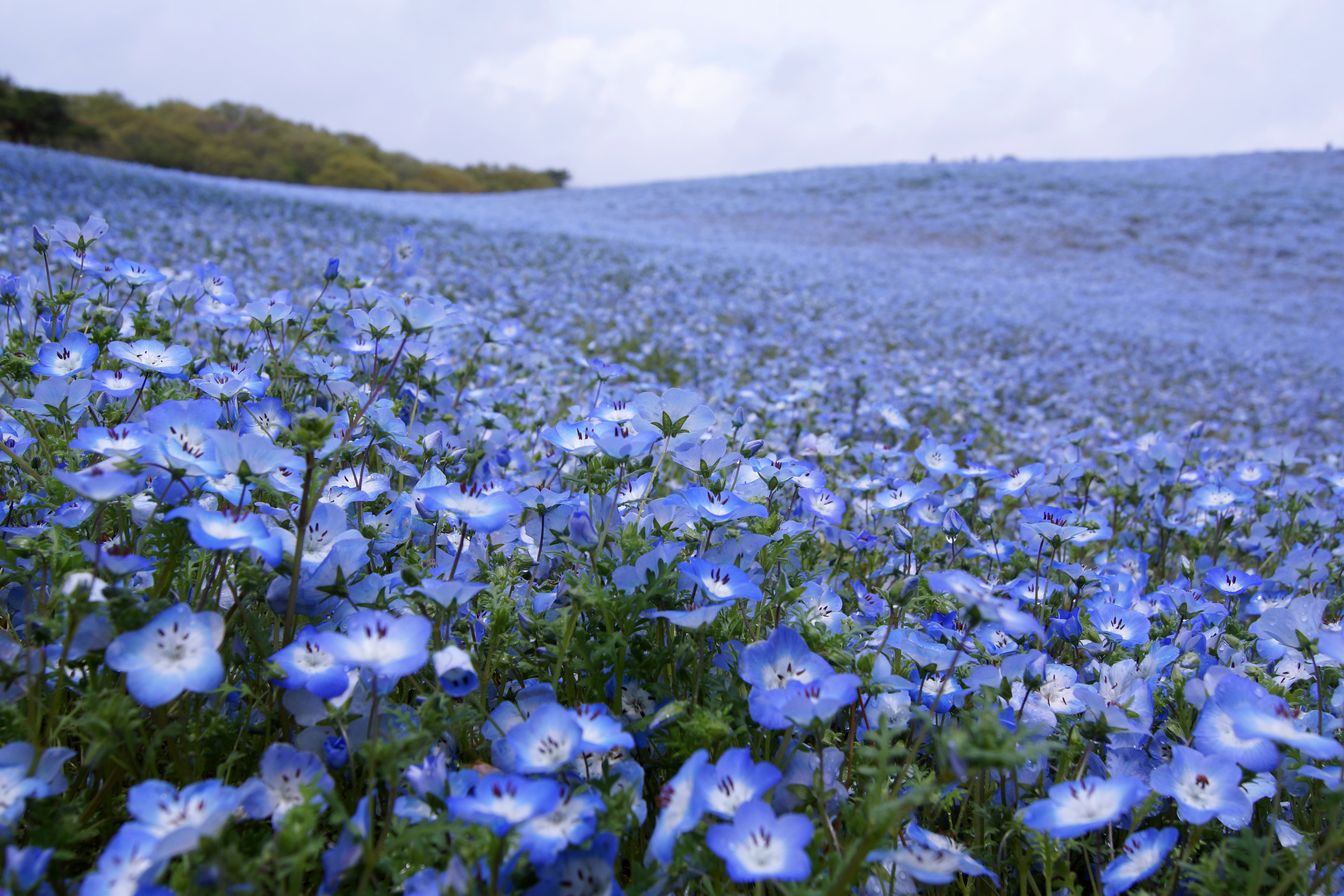 purple-and-white flowers under cloudy blue sky