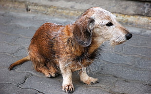 closeup photo of adult short-coated tan dog sitting on ground during daytime