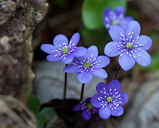 tilt lens photography of purple flower