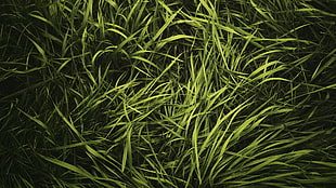 linear leafed plant, grass, plants HD wallpaper