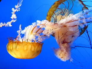 yellow and white jellyfish on water