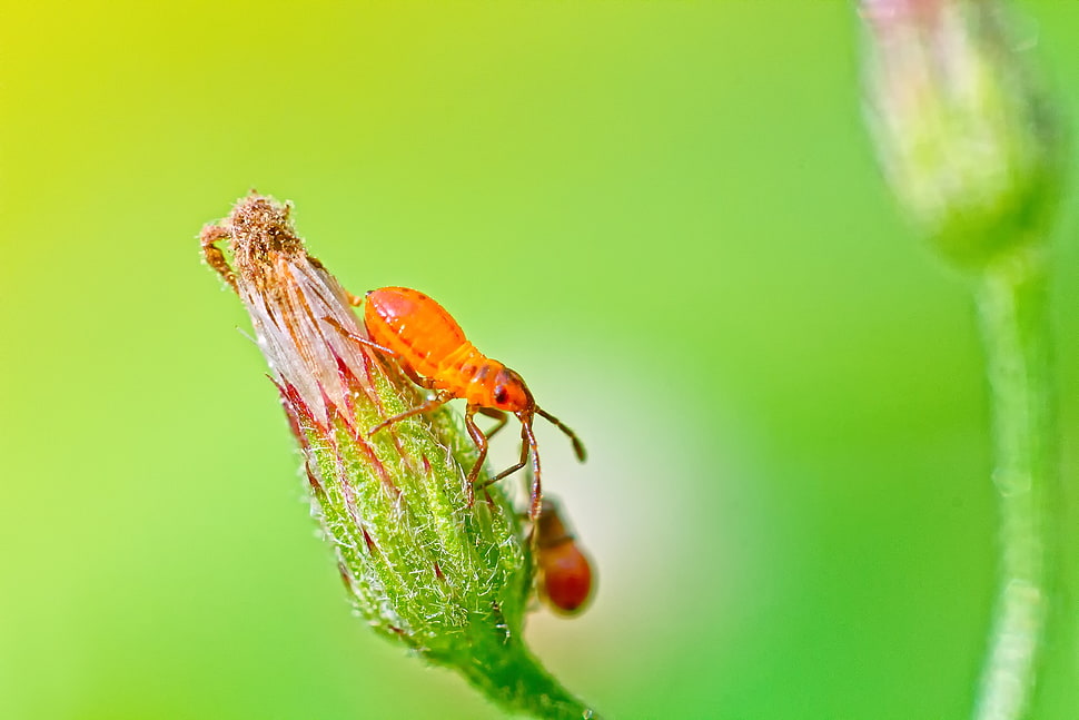 red insect perched on pink flower bud HD wallpaper