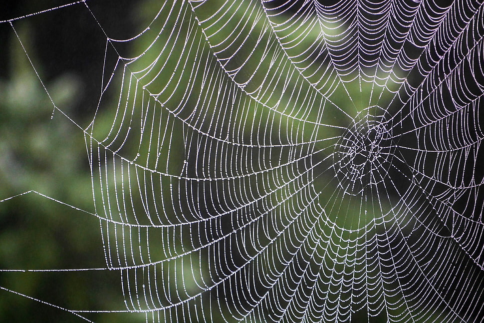 spider web, Spiderweb, Drops, Weaving HD wallpaper