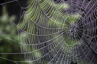 spider web, Spiderweb, Drops, Weaving