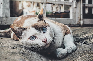 white and brown tabby cat, cat, animals, blue eyes, pet