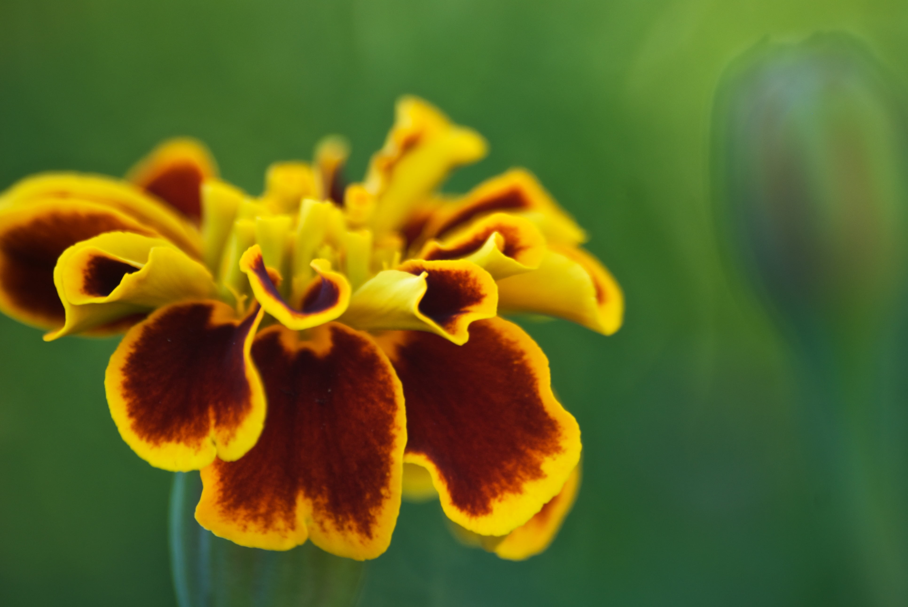 bokeh photography of yellow flower