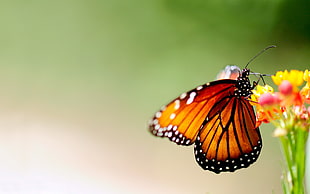 Monarch Butterfly perched on pink and yellow petaled flowers in closeup photo