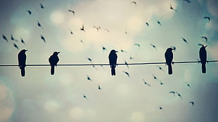 five black birds, birds, animals, nature HD wallpaper