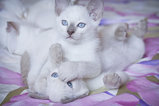 white cats plays on pink floral textile HD wallpaper