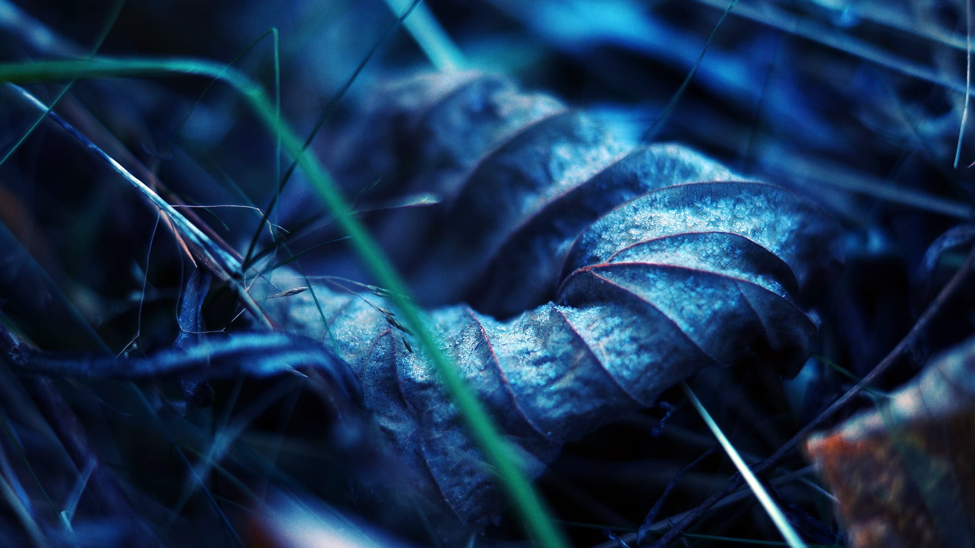 black and green leaf plant, nature, plants