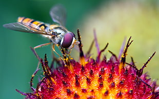 Robber Fly on yellow flower in closeup shot