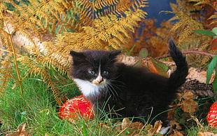 tuxedo kitten on christmas tree