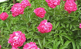 pink flowers during daytime HD wallpaper