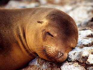 brown seal on a rock