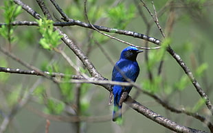 blue bird on tree branch HD wallpaper