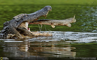 brown crocodile, nature, animals, alligators HD wallpaper