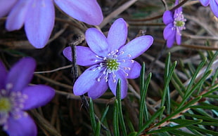purple petaled flower photo