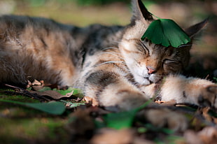 silver tabby cat sleeping in green and brown leaves