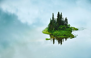 floating islet, nature, trees, water, grass