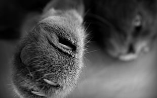 selective focus photo of Russian Blue cat paw