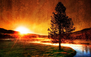 tree during sunset painting