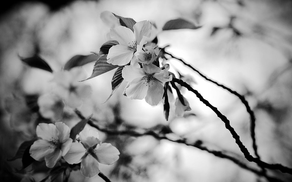 grayscale photography of flower HD wallpaper