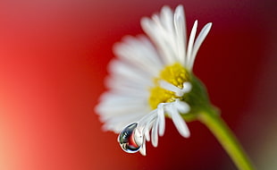macro photo of water droplet on white daisy petal