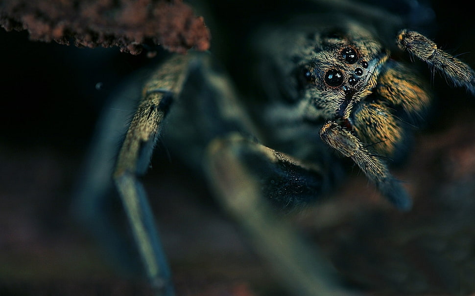 brown and gray spider HD wallpaper