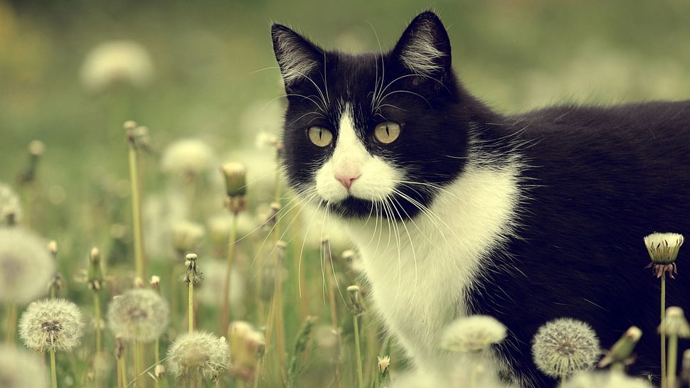tuxedo cat, dandelion, cat, animals HD wallpaper