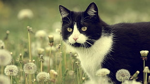 tuxedo cat, dandelion, cat, animals