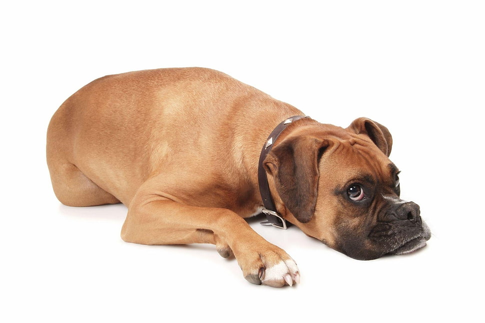 brown american pitbull HD wallpaper