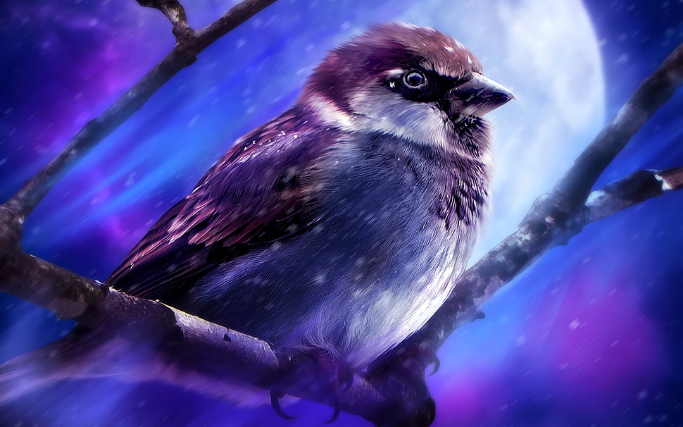 brown Sparrow under fullmoon painting HD wallpaper