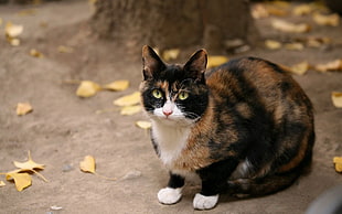 brown, black, and white cat on brown ground