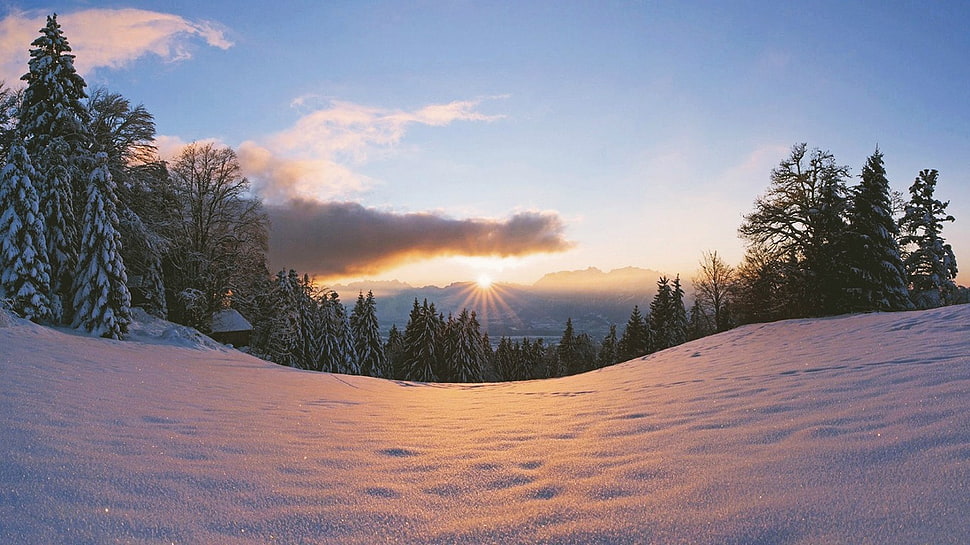 green leafed tree, sunset, winter, snow, trees HD wallpaper