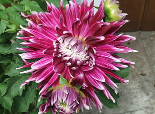 pink dahlia closeup photo