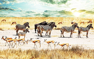 Zebra and Deer illustration