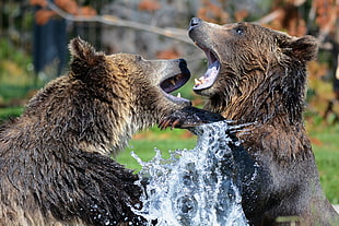 photo of two bears fighting