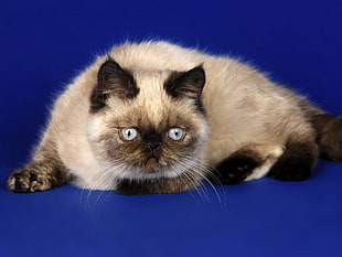 close-up of a Siamese cat against blue background