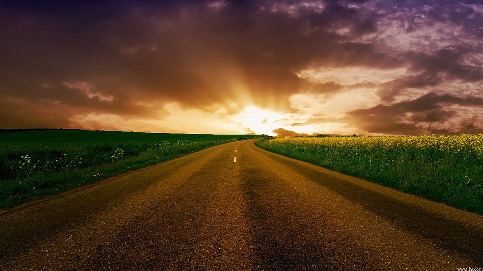 empty road beside green gras field, nature HD wallpaper