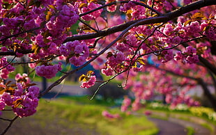 pink cherry blossoms, nature, flowers, pink, trees
