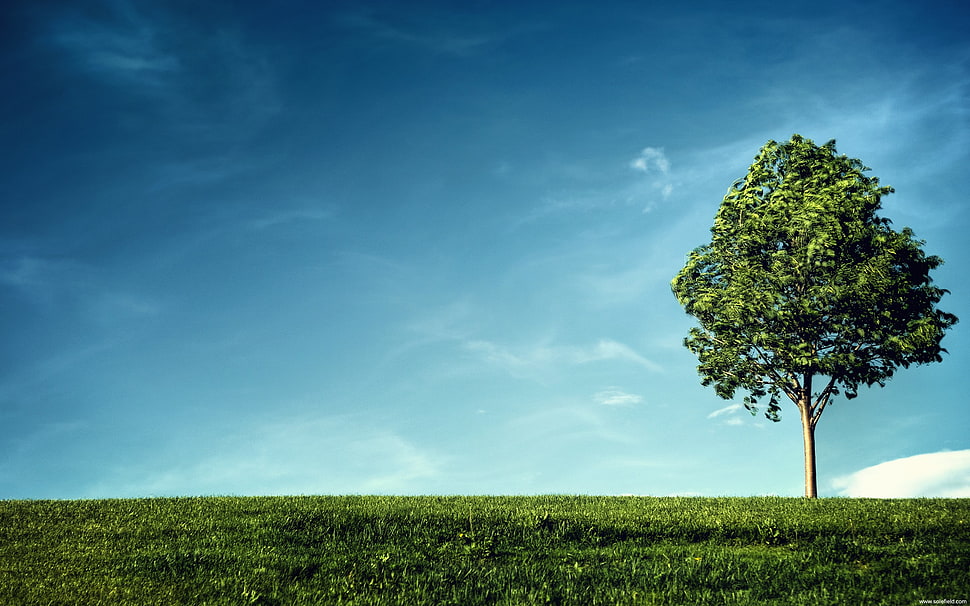 green leafed tree, nature HD wallpaper