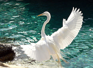 white swan near body of water HD wallpaper