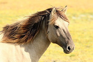 close up photo of brown horse