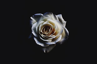 white rose flower, nature, flowers, rose