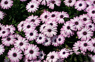 photography of purple Osteospermum flower field at daytime HD wallpaper