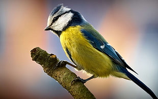 yellow and blue bird standing on tree branch, birds, titmouse