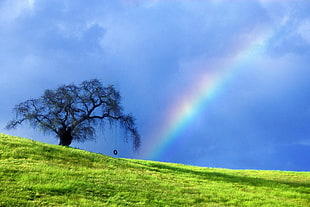 green tree under rainbow