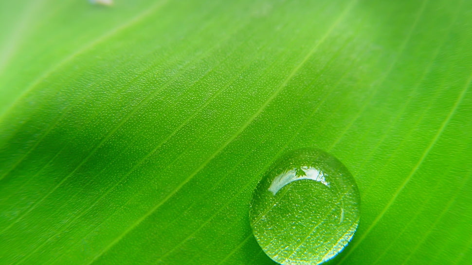 microphoto of droplet of water on green leaf during daytime HD wallpaper