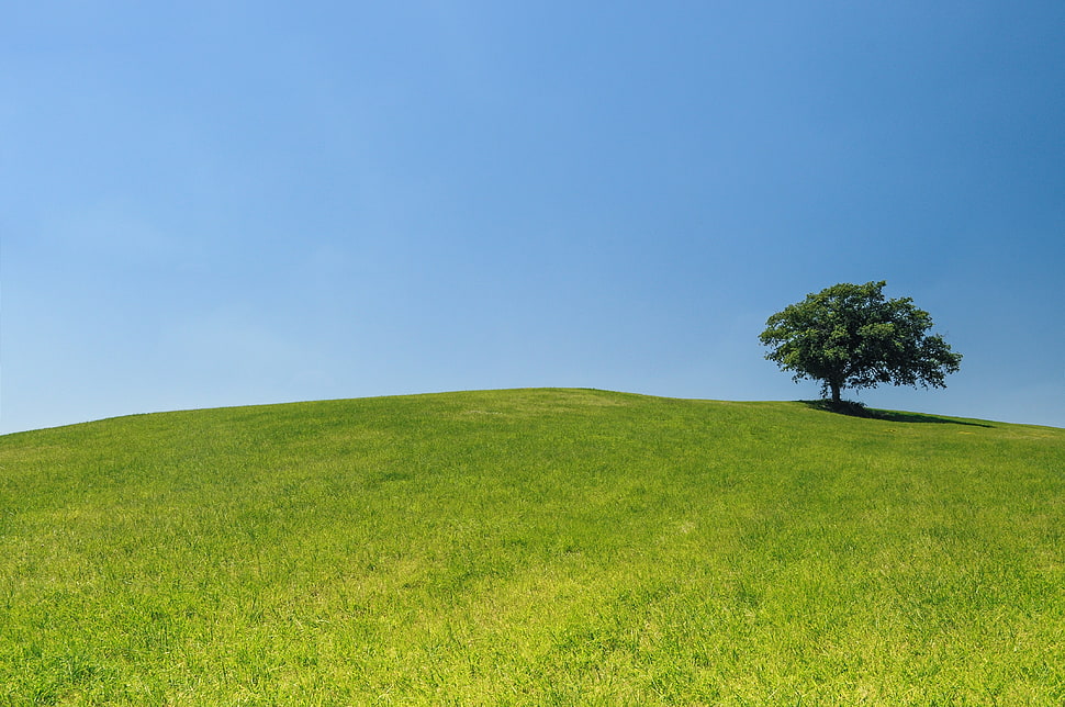 green tree in the middle of green grass field HD wallpaper